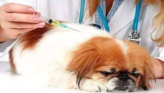 如何帮狗狗大疫苗？
