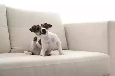 狗不断地挠痒痒,有虱子吗?狗发痒的预防 狗不断地挠痒痒,有虱子吗?狗发痒的预防