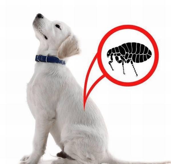 小狗“身体有虫”和“身体之外有虫”,各自有哪些主要表现?该如何驱虫? 小狗“身体有虫”和“身体之外有虫”,各自有哪些主要表现?该如