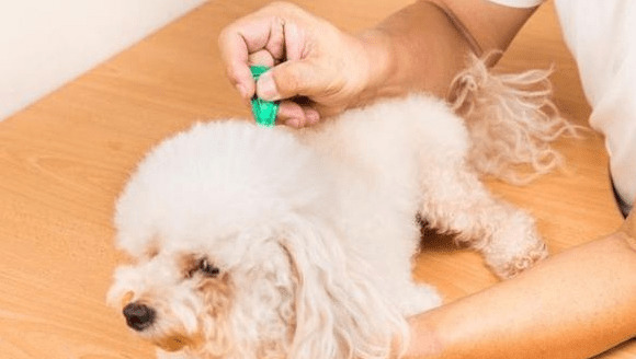 小狗“身体有虫”和“身体之外有虫”,各自有哪些主要表现?该如何驱虫? 小狗“身体有虫”和“身体之外有虫”,各自有哪些主要表现?该如