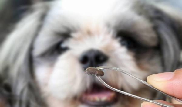 狗狗头发是蜱虫的豪宅别墅,夏季袭来,该怎样避开蜱虫叮咬? 狗狗头发是蜱虫的豪宅别墅,夏季袭来,该怎样避开蜱虫叮咬?