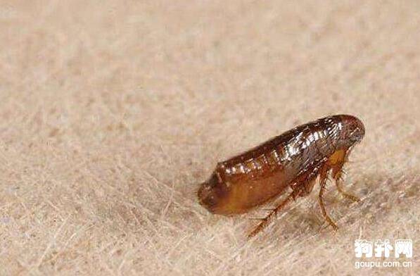 狗身上的虱子怎么去除? 狗身上的虱子怎么去除?