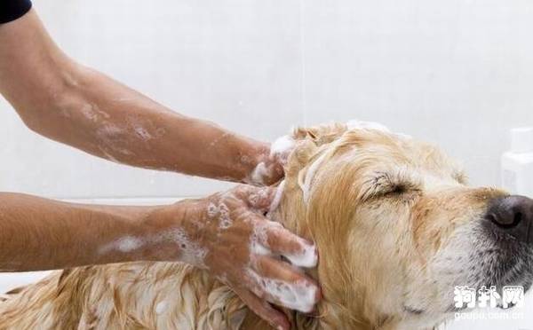 狗身上的虱子怎么去除? 狗身上的虱子怎么去除?