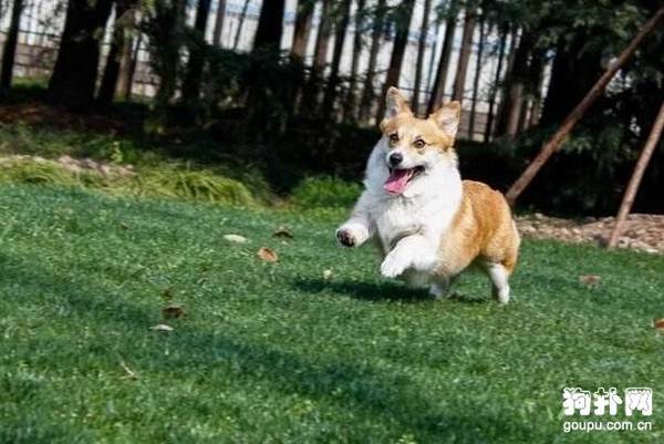 �����ȷ�빷������� ��������ߵ�ע������