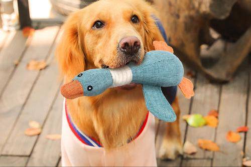 ���÷�չ���Լ۱ȸߵ����֡�����ߡ�����������