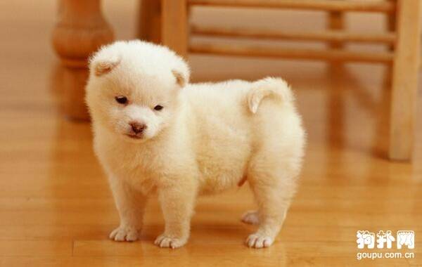 ����С���ɣ������������һ�������ָ��Եĺ�����!