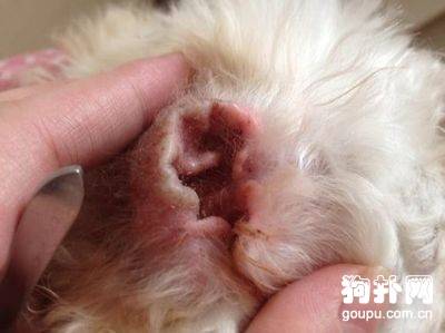 【狗狗耳螨怎么办】狗狗耳螨的症状及治疗方法 【狗狗耳螨怎么办】狗狗耳螨的症状及治疗方法