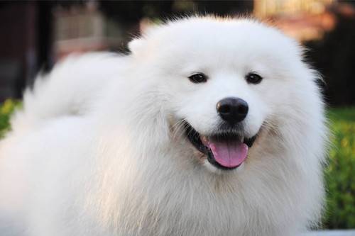 ���������ĵ÷�������ĦҮ�����и���ͣ����ĦҮ�����Ӷ��仹��