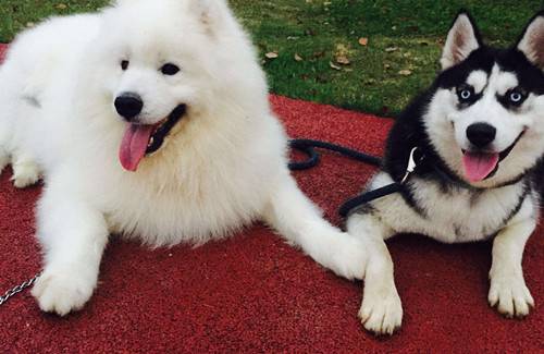 ���������ĵ÷�������ĦҮ�����и���ͣ����ĦҮ�����Ӷ��仹��