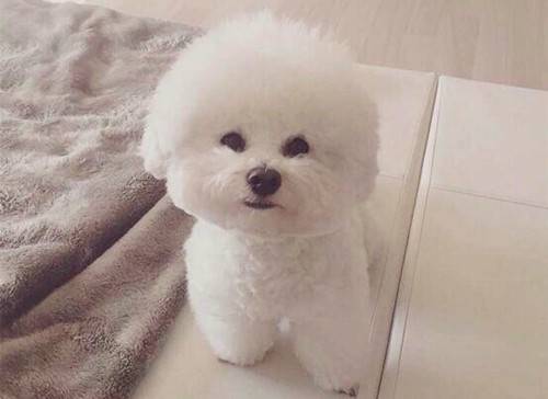 养宠物心得分享:比熊耳朵里面里有糊状的东西,比熊耳朵里面里发粘异味重 养宠物心得分享:比熊耳朵里面里有糊状的东西,比熊耳朵里面里发