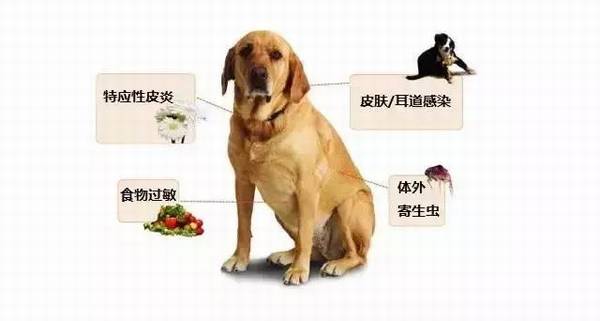 狗不断地挠痒痒,有虱子吗?狗发痒的预防 狗不断地挠痒痒,有虱子吗?狗发痒的预防