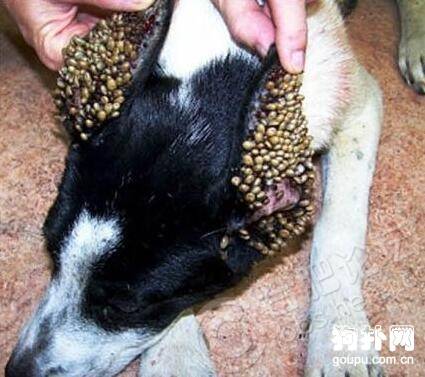 狗被蜱虫咬了怎么办? 狗被蜱虫咬了怎么办?