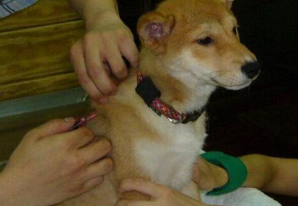 怎么给狗狗驱虫 怎么给狗狗驱虫