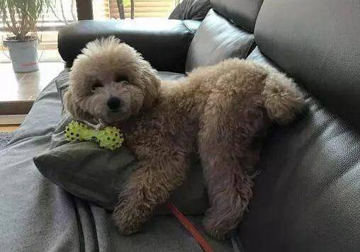 假如家里泰迪有这6个特点,表明它的身上有“虫”了 假如家里泰迪有这6个特点,表明它的身上有“虫”了