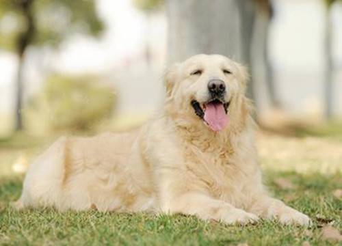 金毛不想要吃钙片,金毛不要吃钙片喂什么补钙 金毛不想要吃钙片,金毛不要吃钙片喂什么补钙