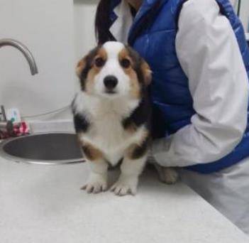 养宠物一定要驱虫吗?三招教你分辨狗狗是不是感染寄生虫? 养宠物一定要驱虫吗?三招教你分辨狗狗是不是感染寄生虫?