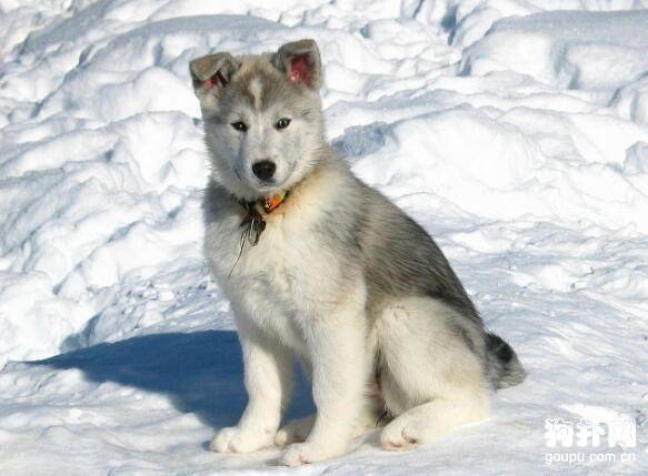 细小病恢复期间给狗狗吃什么合适? 细小病恢复期间给狗狗吃什么合适?