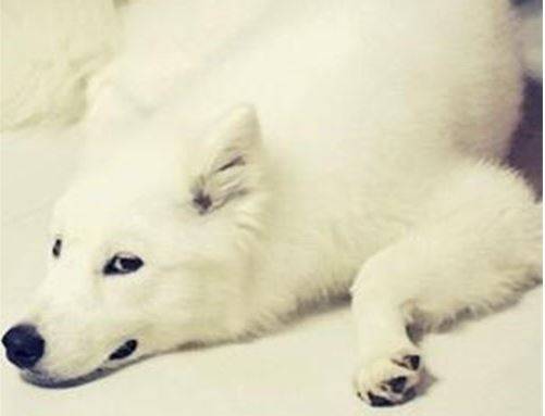 萨摩耶感冒发烧问题不大吧 萨摩耶感冒发烧问题不大吧