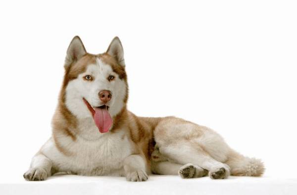 狗狗感冒能够自愈吗要多长时间? 狗狗感冒能够自愈吗要多长时间?