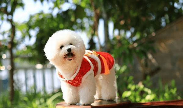 这5种海外狗在我国已然成为大众狗,价钱适度高颜值,很合适饲养 这5种海外狗在我国已然成为大众狗,价钱适度高颜值,很合适饲养