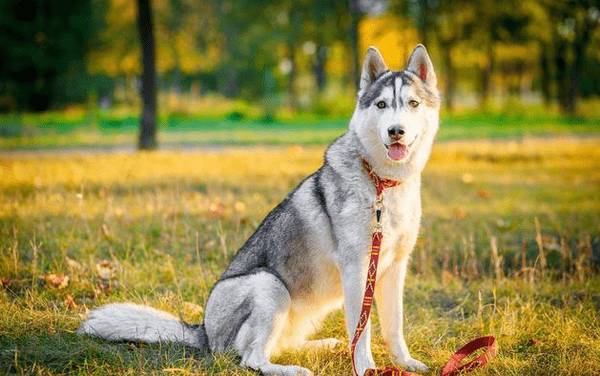 这5种海外狗在我国已然成为大众狗,价钱适度高颜值,很合适饲养 这5种海外狗在我国已然成为大众狗,价钱适度高颜值,很合适饲养