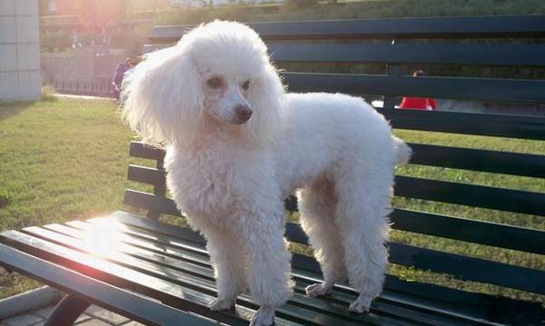 怎么知道贵宾犬是否纯种?重要看这五个地区 怎么知道贵宾犬是否纯种?重要看这五个地区