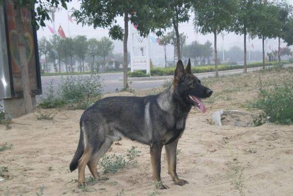 日本狼青与中华狼青犬的特点 日本狼青与中华狼青犬的特点