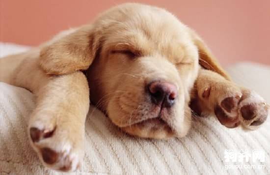 幼犬假死的抢救方法 幼犬假死的抢救方法