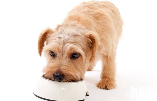 幼犬断奶的三个实用的方法 幼犬断奶的三个实用的方法