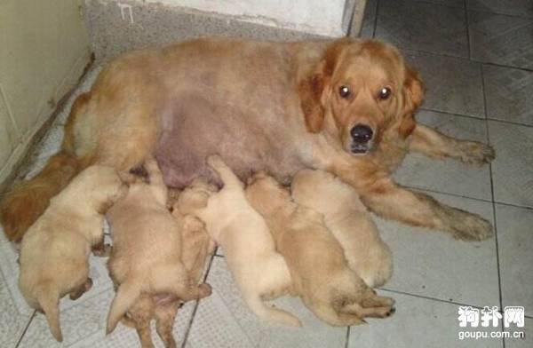 母狗生产完后没有奶水怎么办? 母狗生产完后没有奶水怎么办?