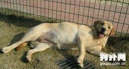 狗狗产前需要准备些什么? 狗狗产前需要准备些什么?