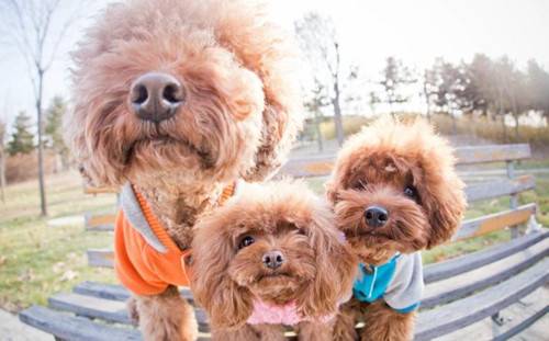 如何杜绝泰迪的行为,泰迪发情好色该怎么办 如何杜绝泰迪的行为,泰迪发情好色该怎么办