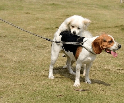 狗狗配种常识? 狗狗配种常识?