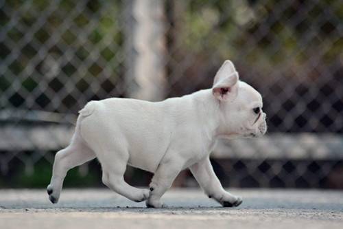 法国斗牛犬绝育,法国斗牛犬绝育年纪 法国斗牛犬绝育,法国斗牛犬绝育年纪