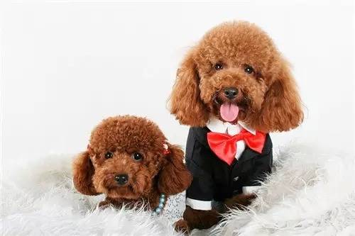 【养狗经验分享】公泰迪闹狗症状,泰迪闹狗突然变得脾气暴躁怎么办 【养狗经验分享】公泰迪闹狗症状,泰迪闹狗突然变得脾气暴躁怎么