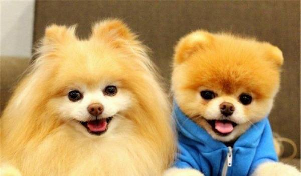 给宠物配种时,到底应当留意些什么问题? 给宠物配种时,到底应当留意些什么问题?