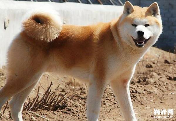 狗狗怀孕的征兆和注意事项 狗狗怀孕的征兆和注意事项