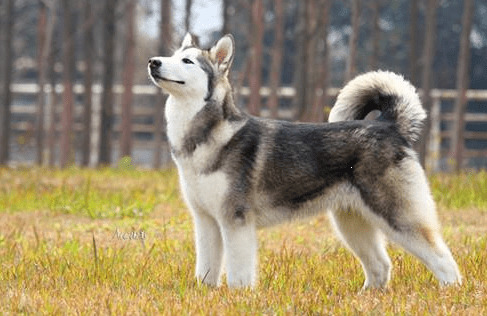 ڵĽëƳʲôãڽëô