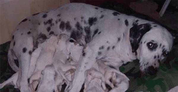 当狗狗怀孕了,奉劝请别做这种事,以防造成 狗狗流产! 当狗狗怀孕了,奉劝请别做这种事,以防造成 狗狗流产!