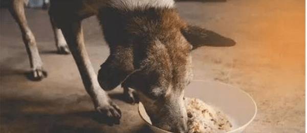 当狗狗怀孕了,奉劝请别做这种事,以防造成 狗狗流产! 当狗狗怀孕了,奉劝请别做这种事,以防造成 狗狗流产!