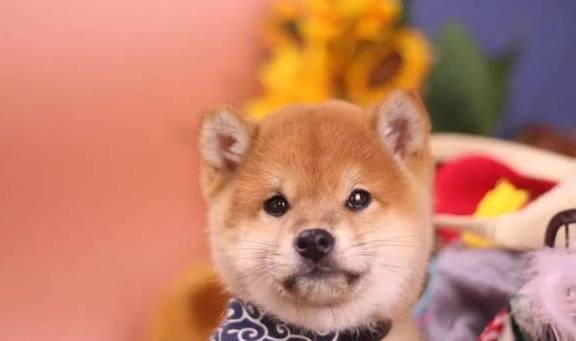 纯白柴犬价钱为什么这么低? 纯白柴犬价钱为什么这么低?