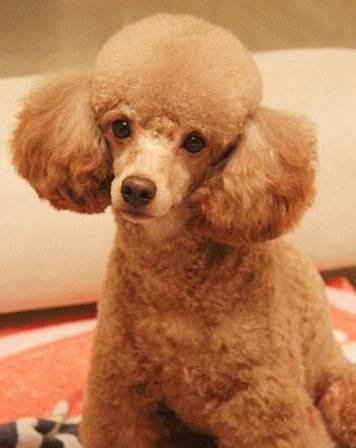 �����Ĺ���������Щ��