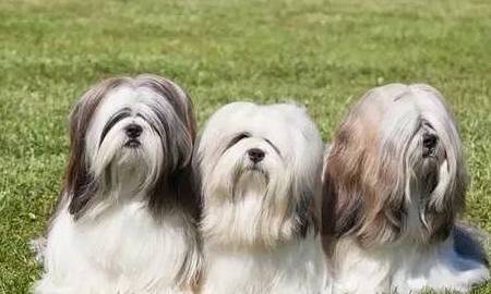 �����Ĺ���������Щ��