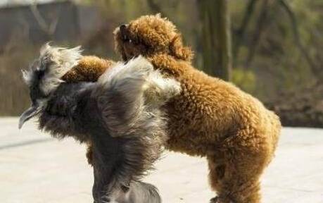 ѩ������ʲô���Ĺ�������ȱ������������������