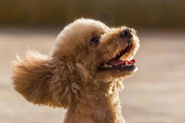 5������������С��������һ�ֱ���������������ҵĹ���