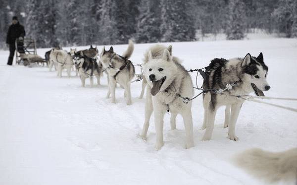 5������������С��������һ�ֱ���������������ҵĹ���