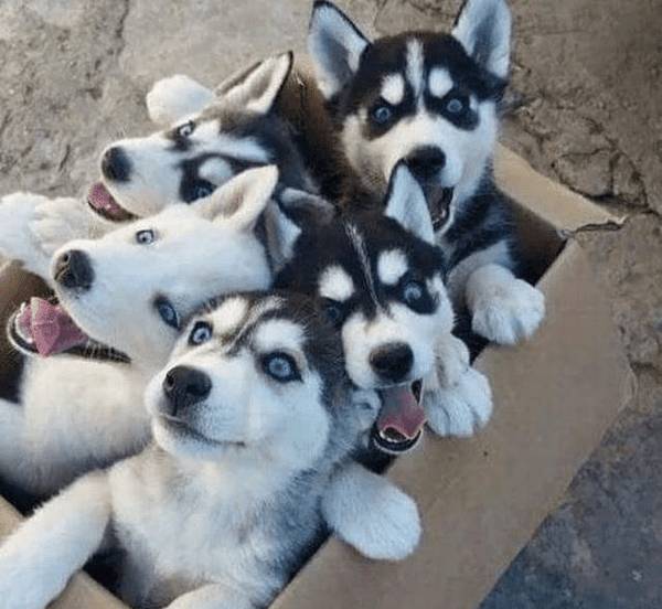 ���ܹ������Դ���������ֹ�������ʺ���ǿ����������Ƿ�����ҵ�