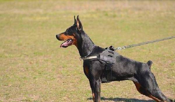 这五种狗,偷狗贼不敢偷,养在家里可以防止小偷 这五种狗,偷狗贼不敢偷,养在家里可以防止小偷