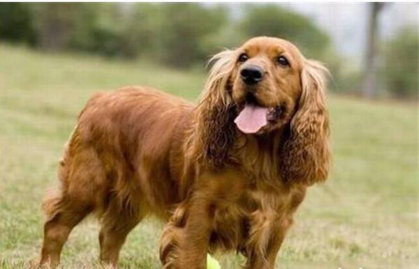 �ɿ�Ȯ���ѡ��ɿ�Ȯ��ο�Ʒ��