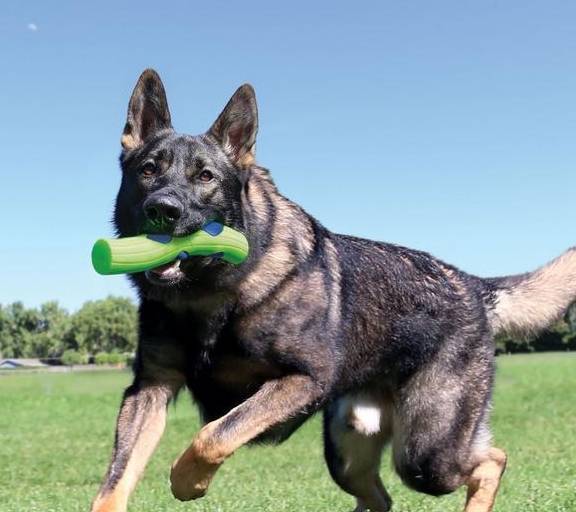 全世界最忠诚的狗狗是什么?别傻了,你还是坚信这些排名吗 全世界最忠诚的狗狗是什么?别傻了,你还是坚信这些排名吗